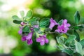 Beautiful Ash plant,Barometer brush,Purple sage flowers in garden,Leucopyllum frutescens Bert. Johnson Royalty Free Stock Photo