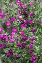 Beautiful Ash plant or Purple sage flower background. Royalty Free Stock Photo