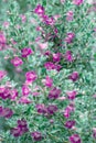 Beautiful Ash plant or Purple sage flower background. Royalty Free Stock Photo