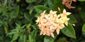 Beautiful Ashoka\'s peach-colored flowers are clustered in clusters.