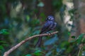 Beautiful ashy drongo (Dicrurus leucophaeus)