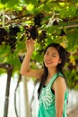 Beautiful Asia Woman picking grapes.