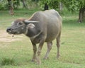 Asian Black Water Buffalo at the grass field