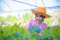 Beautiful asian farmer standing in an organic vegetable garden smiling and looking at the camera, Harvesting, Smart farm