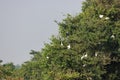 Group of forest birds perched on a tree