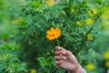 Beautiful Asian girl hand holding orange cosmos flower in garden Royalty Free Stock Photo