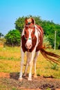 beautiful Asian horse standing,brown hair horse watching camera,colorful Indian  horse,Arabian horse Royalty Free Stock Photo