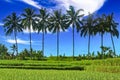 Beautiful asian landscape with green rice field, 8 palm trees in a row, blue sky white clouds - Bali, Indonesia Royalty Free Stock Photo