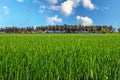 Beautiful asian landscape with isoalted green rice field closeup, palm trees row, blurredo cean background, blue sky, fluffy Royalty Free Stock Photo