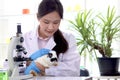 Beautiful Asian medical scientist work with microscope and rabbit in vet laboratory, female researcher in lab coat do science