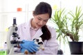 Beautiful Asian medical scientist work with microscope and rabbit in vet laboratory, female researcher in lab coat do science