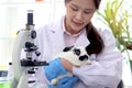 Beautiful Asian medical scientist work with microscope and rabbit in vet laboratory, female researcher in lab coat do science