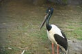 The beautiful Asian openbill stork bird. Royalty Free Stock Photo