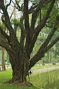 Beautiful Asian tree in the park Royalty Free Stock Photo