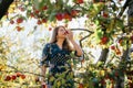 Beautiful asian woman in blue dress picking and smelling red apples in an orchard at Christchruch, New Zealand