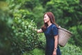 A woman picking tea leaf in a highland tea plantation Royalty Free Stock Photo