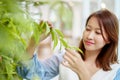 A beautiful Asian woman is standing in the garden plucking leaves happily and smiling