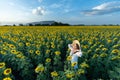 A beautiful asian women in a white dress and hat walking on a field of sunflowers , smiling a beautiful smile,cheerful girl,style Royalty Free Stock Photo