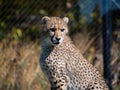 Beautiful Asiatic cheetah on a blurred background in its natural habitat