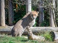 Beautiful Asiatic cheetah on a blurred background in its natural habitat