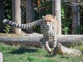 Beautiful Asiatic cheetah on a blurred background in its natural habitat