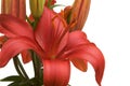 Beautiful Asiatic Lily Bloom