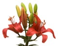 Beautiful Asiatic Lily Bloom