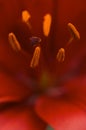 Beautiful Asiatic Lily Bloom Anthers Royalty Free Stock Photo