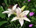 Beautiful Asiatic Lily Flowers