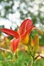 Beautiful asiatic lily in the garden