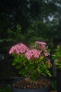 Beautiful fower in rain Royalty Free Stock Photo