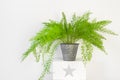 Beautiful asparagus fern in a zinc pot