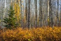 Aspen Stems in Autumn - Green & Yellow Colors Royalty Free Stock Photo