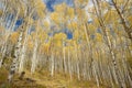 Beautiful Aspen grove in the fall Royalty Free Stock Photo