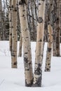 Winter Aspen Trunks