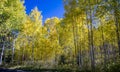 Beautiful Aspen trees during autumn in Utah mountains Royalty Free Stock Photo