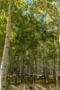 Beautiful Aspen trees in early fall Royalty Free Stock Photo