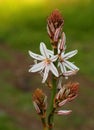 A beautiful Asphodel in bloom in Portugal. Asphodelus Aestivus Royalty Free Stock Photo