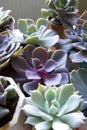 Beautiful assorted succulents. photo top view benner of echeveria. set of houseplants Royalty Free Stock Photo