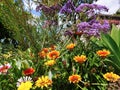 Beautiful assortment flowers in the garden with lush green leaves Royalty Free Stock Photo