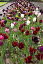 Beautiful assortment of tulips growing in a garden Royalty Free Stock Photo