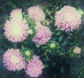 Beautiful aster autumn flowers. Vintage toned photo. Royalty Free Stock Photo