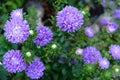 Beautiful aster flowers on fall garden