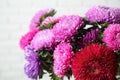 Beautiful aster flowers on white background