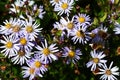 Beautiful Aster Laevis Smooth Aster flowers
