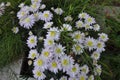 The beautiful Aster novi-belgii flower in garden Royalty Free Stock Photo