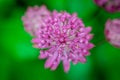 Beautiful astrantia flower with a green background in a flower garden in springtime