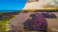 Beautiful Atlantic coastline in peninsula Valdes at low tide with alga, seashells and caves, Patagonia, Argentina