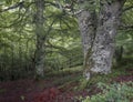 Beautiful Atlantic Forest in Asturias