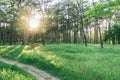 Beautiful atmospheric green pine forest at sunset. Landscape. Spring. Summer. A place for text. Green juicy grass. The rays of the Royalty Free Stock Photo